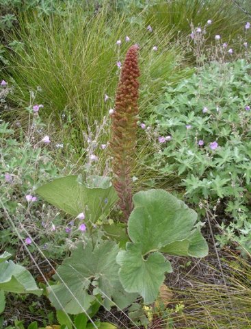 Gunnera perpensa flower spike